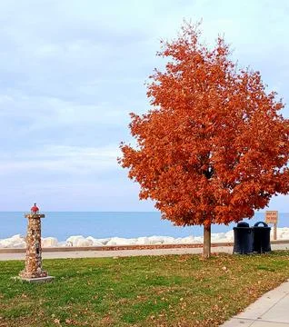 Vibrant red and rust colored leaves on a tree by a lakefront in autumn Stock Photos