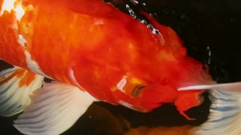 Vibrant Red and White Koi Fish Swimming in Garden Pond Stock Footage 339401996