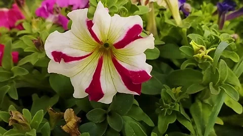 Vibrant red and white striped Petunia flower. Stock Footage 328346077