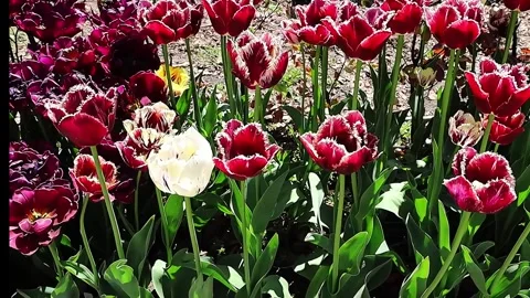 "Vibrant Red and White Tulips Blooming in a Sunny Garden Bed" Stock Footage 338370718