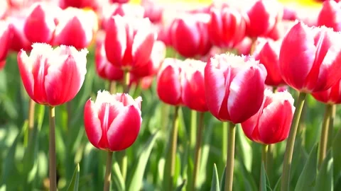 Vibrant Red and White Tulips Blooming in a Sunny Spring Garden Park Stock Footage 342097408