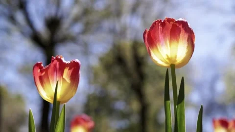 Vibrant Red and Yellow Tulips Blooming in Sunny Spring Park Garden Stock Footage 339070867