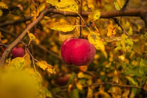 A vibrant red apple dangles from a branch amidst bright yellow and orange l.. Stock Photos