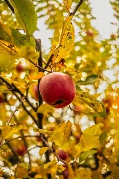 A vibrant red apple dangles from a branch amidst bright yellow and orange lea Stock Photos