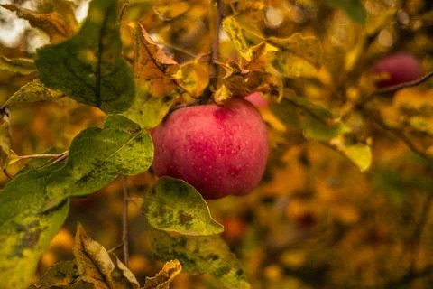A vibrant red apple dangles from a branch amidst bright yellow and orange l.. Stock Photos