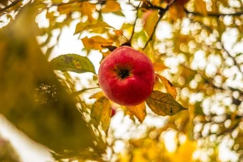 A vibrant red apple dangles from a branch amidst bright yellow and orange lea Stock Photos
