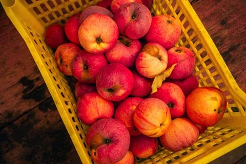 A vibrant red apple dangles from a branch amidst bright yellow and orange lea Stock Photos