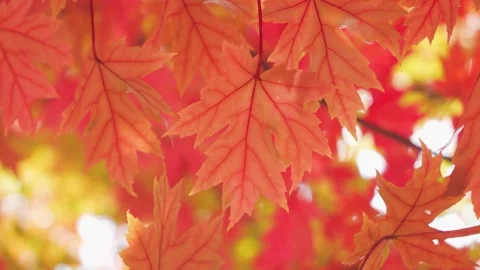 Vibrant Red Autumn Maple Leaf Close Up in Natural Forest Setting 4K Real Time Video stock 319830572