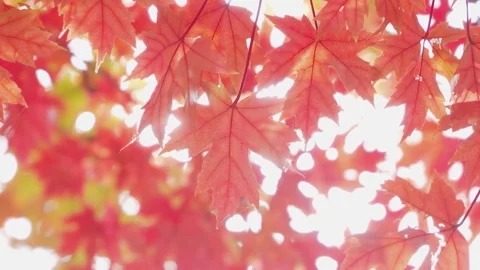 Vibrant Red Autumn Maple Leaf Close Up in Natural Forest Setting 4K Real Time Video stock 319830587