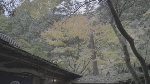 Vibrant Red Autumn Maple Leaves Changing Color, Log Footage Stock Footage 339850836