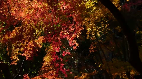 Vibrant Red Autumn Maple Leaves in Japanese Nature Video stock 344534708