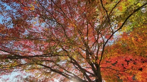 Vibrant Red Autumn Maple Leaves in Japanese Nature Vídeo Stock 344534740