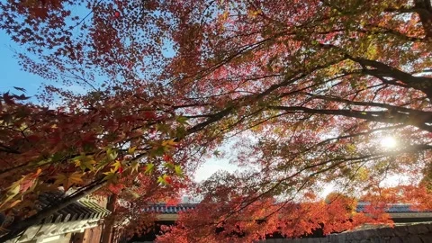 Vibrant Red Autumn Maple Leaves in Japanese Nature Vídeo Stock 344534764