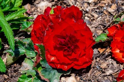 Vibrant Red Begonia Blossoms Gracefully Flourish in a Lush Garden Setting Design Stock Photos