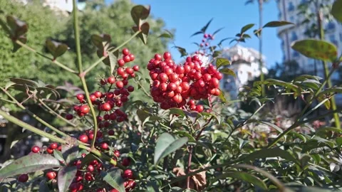 Vibrant Red Berries Cluster On Bush Stock Footage 341828615