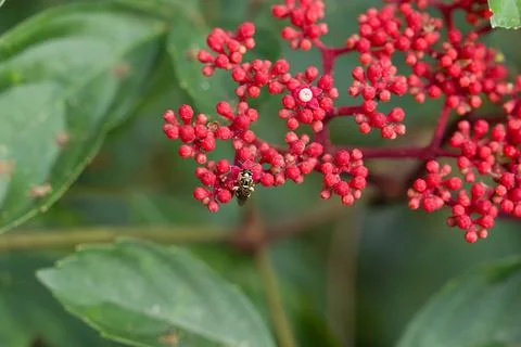 Vibrant red berries cluster on a leafy green plant Stock Photos