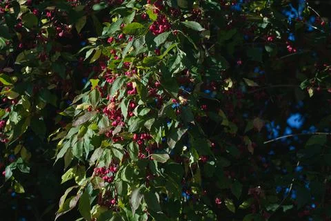 Vibrant red berries cluster on a leafy branch against a deep blue sky Stock Photos