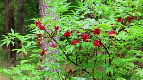 Vibrant red berries cluster on lush green branches in a forest setting Stock Footage 339965413