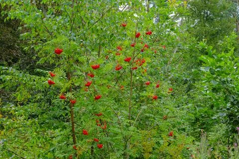 Vibrant red berries dot lush green foliage Stock Photos