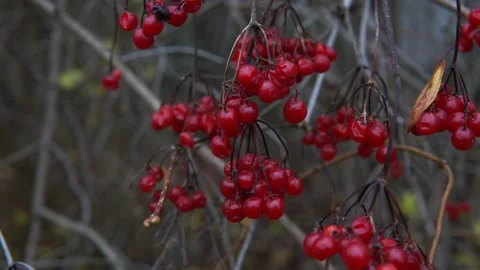 Vibrant Red Berries Hanging In Clusters On Bare Branches In Autumn Garden Scene. 動画素材 330653177