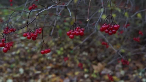 Vibrant Red Berries Hanging In Clusters On Bare Branches In Autumn Garden Scene. Stock Footage 331126622