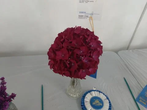 A vibrant red Bigleaf Hydrangea flower displayed in a vase Stock Photos