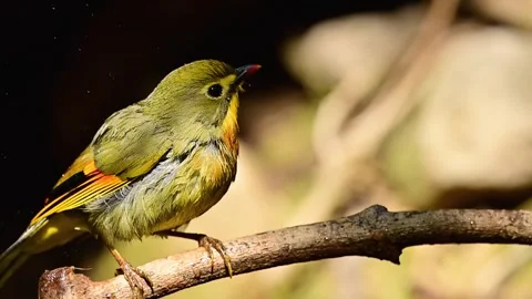 Vibrant red billed liothrix settling calmly upon twig following refreshing Video stock 332799897