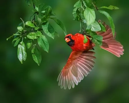 A vibrant red bird is captured mid-flight against a lush green background Stock Photos