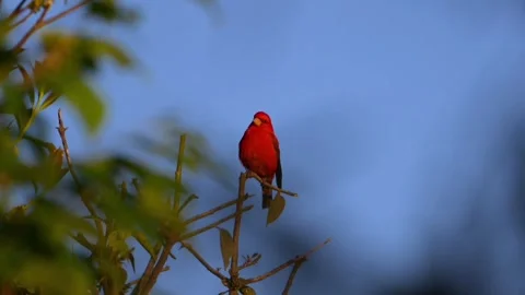 A vibrant red bird perched on a thin tree branch against a blue sky 库存影片 336033595