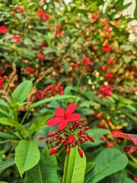 Vibrant Red Bloom with Greenery Background - Eye-Level Perspective Foto stock