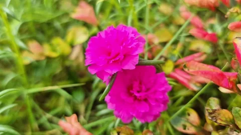 Vibrant Red Bloom in Mini Garden  Cinematic Close Up of Ornamental Flower 스톡 동영상 331343623