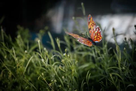 A vibrant red butterfly with patterned wings hovers. Stock Photos