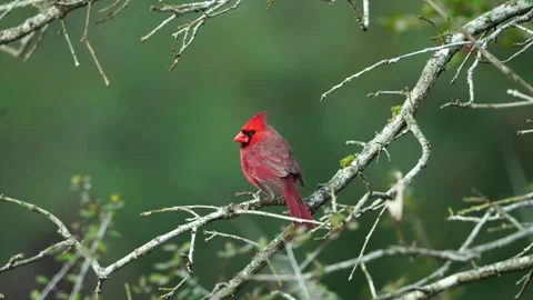 Vibrant Red Cardinal Perched - Isolated Branch, Deep Green Bokeh Stock-Footage 306679897