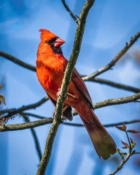 Vibrant Red Cardinal. Stock Photos