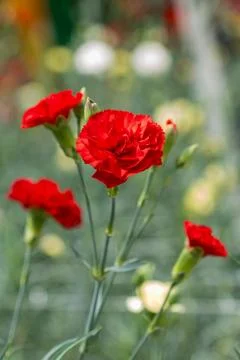 Vibrant red carnations bloom against soft green background Stock Photos