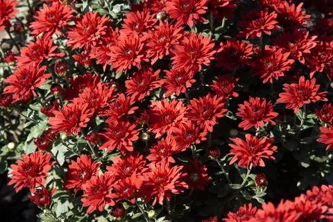 Vibrant red chrysanthemum flowers pattern background filling the frame. Stock Photos