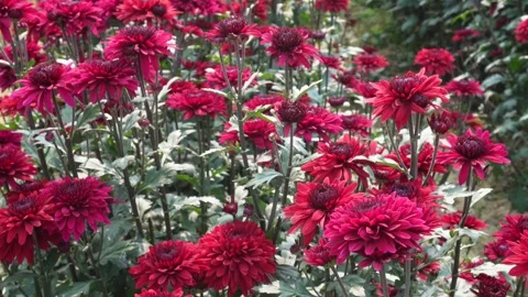Vibrant Red Chrysanthemum 스톡 동영상 332590617