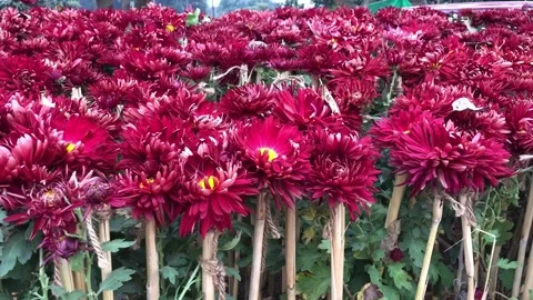 Vibrant Red Chrysanthemums Bloom at Flower Exhibition in Islamabad 스톡 동영상 344645123