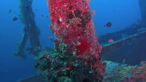 Vibrant Red Corals Growing on Sunken Ship Wreckage Stock Footage 332482637