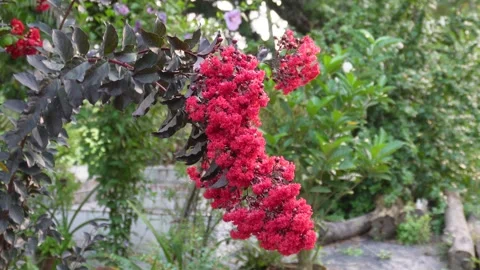 Vibrant Red Crape Myrtle Stock Footage 336690279