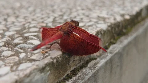 A vibrant red dragonfly perched on a textured concrete surface outdoors. Video stock 343375675