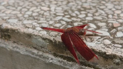 A vibrant red dragonfly resting on a textured stone surface outdoors. Video stock 343367970