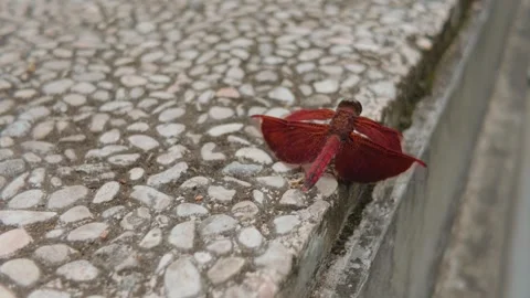 A vibrant red dragonfly resting on a textured pebble stone surface. 库存影片 343368824