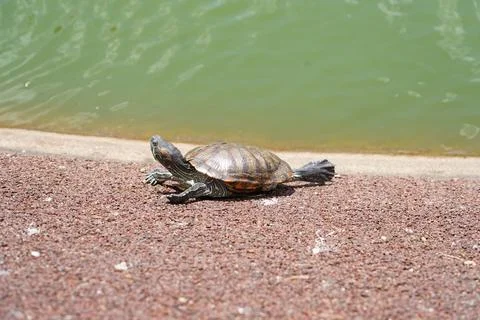 Vibrant Red-eared Slider Turtle Basking by Serene Pond Stock Photos