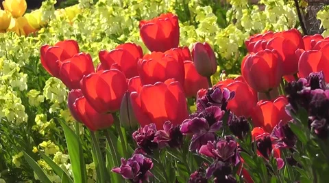Vibrant Red Easter Tulips with Yellow and Purple Flowers in Spring Sunshine Stock-Footage 50769281
