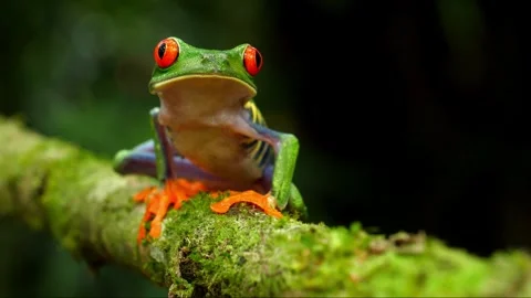 Vibrant red eyed tree frog sitting on a mossy branch in a tropical rainforest Stock Footage 341753294