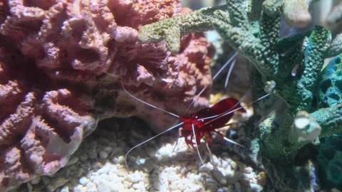Vibrant red fire shrimp with long white antennae exploring a tropical coral.. Stock Footage 330585535