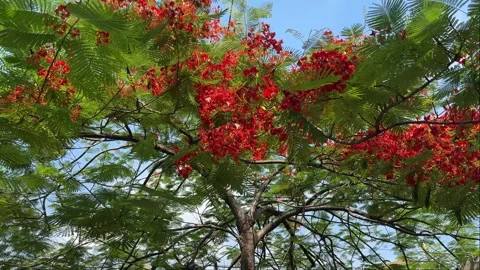 Vibrant red fire tree blossoms blooming in Manila 4K Stock Footage 337451080