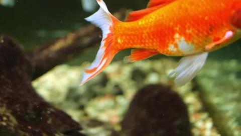 Vibrant red fish gracefully navigating the serene waters of the aquarium their Vidéo 271236175