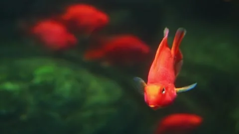 Vibrant red fish swim in a lush green underwater aquarium environment. Stock Footage 341348932